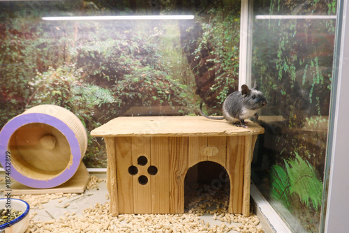 Degu is perched on a wooden house inside a glass enclosure, with a purple exercise wheel and a food bowl visible through the glass. The habitat provides a natural backdrop for visual interest.
