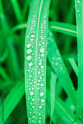 Macro shot of fresh water droplets resting on long green leaves. Beautiful natural texture with vibrant colors and selective focus highlighting the purity of nature during a rainy morning.