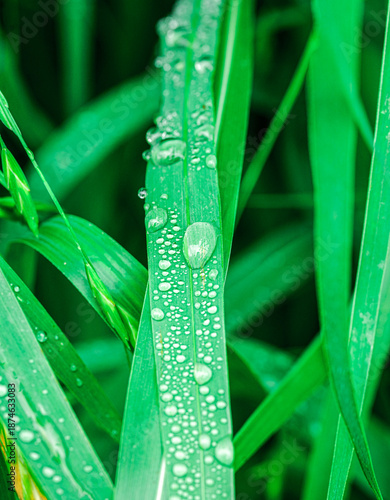 Macro shot of fresh water droplets resting on long green leaves. Beautiful natural texture with vibrant colors and selective focus highlighting the purity of nature during a rainy morning.