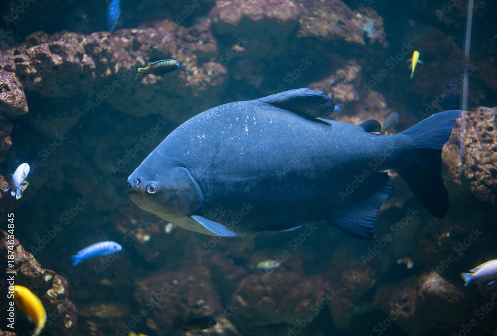 Fototapeta premium Colossoma macropomum is a species of freshwater ray-finned fish in the subfamily Serrasalminae, the family Characidae, the only species in the genus Colossoma.