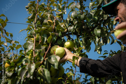 Obraz na plátně Farmer harvesting ripe deveci pears from a fruit tree during the abundant autumn