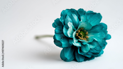 Lush teal blue flower on white background, romantic botanical illustration style