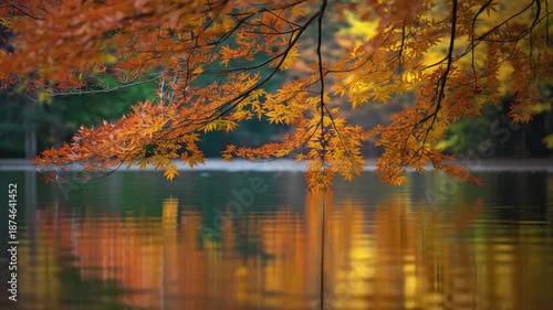 Cinematic Nature Video of Autumn Canopy Reflected on Mirror‑Still Lake