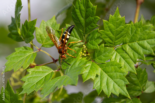 Eastern Cicada Killer Wasp on Peppervine Leaves Insect Green leafy Specimen