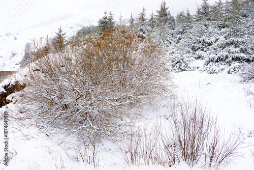 Winter landscape showing snow covered trees and valley.