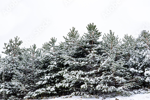 Snowy pine tree forest creating winter landscape background