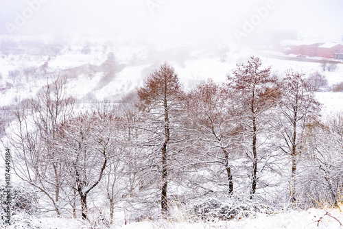 Winter landscape showing snow covered trees and valley.