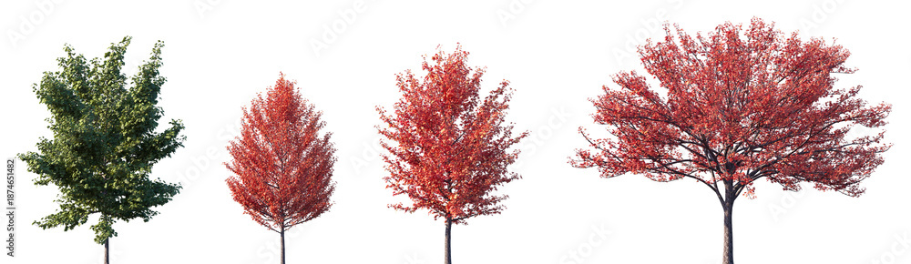 Fototapeta premium Set of autumn and summer Acer rubrum (the red maple, swamp maple, water maple, or soft maple) frontal street trees isolated png in sunny daylight on a transparent background perfectly cutout