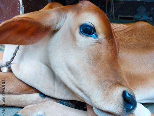 A Beautiful Portrait of a Young Brown Calf