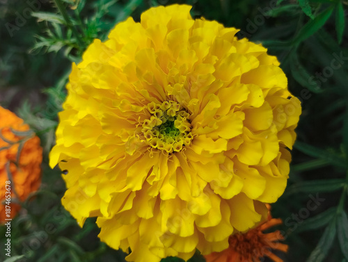 The Intricate Petals of a Bright Yellow Marigold Flower in Full Bloom