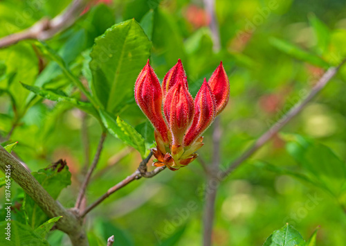Flame azalea Buds Showing Their Brilliant Reds