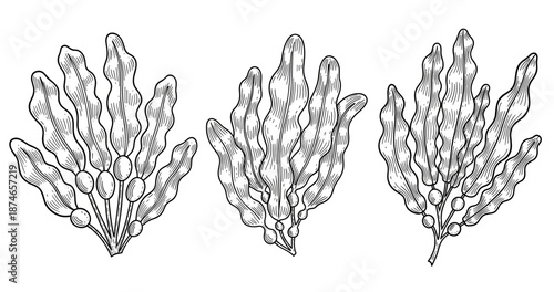 Detailed botanical illustration of seaweed fucus vesiculosus