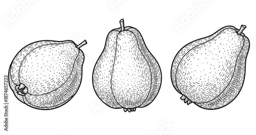 Hand-drawn pears illustration: trio of detailed black and white fruit sketches