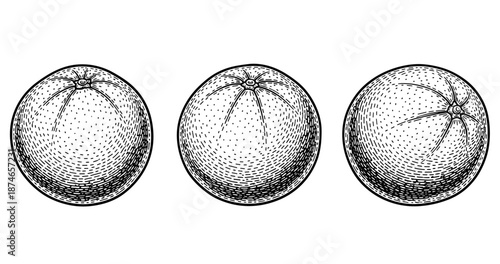 Set of three hand-drawn citrus fruits in vintage style