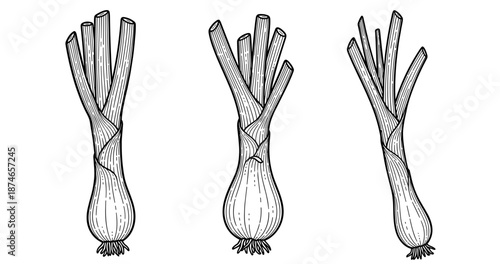 Hand-drawn leek illustrations: black and white line art of three stalks
