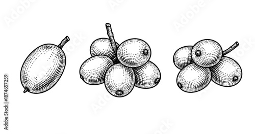 Vintage engraving of gooseberry and berry clusters in black and white