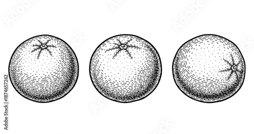 Vintage hand-drawn oranges sketch trio with detailed texture