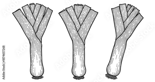 Vintage black and white illustration of three leeks with detailed line art