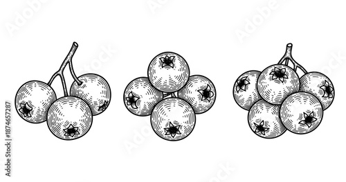 Vintage black and white illustration of berry clusters with detailed pen line art