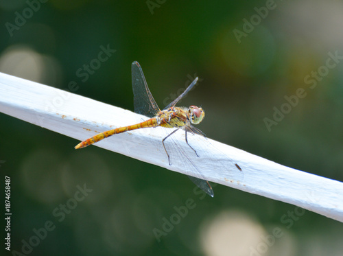 a beautiful dragonfly sits on a metal rod with spread wings. insect predator flies in search of prey for food