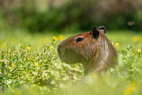 Tapety artystyczne carpincho capibara