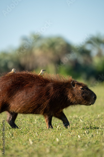 Tapety artystyczne carpincho capibara