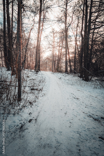 A wide-angle view of a snow-covered walking trail winding through a dense forest of bare deciduous trees during winter.