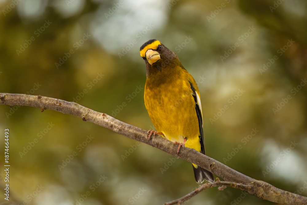Naklejka premium Evening Grosbeak on a branch