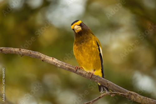 Evening Grosbeak on a branch