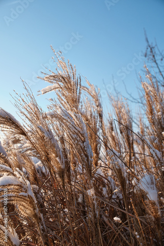 Ornamental grass covered in snow during winter day
