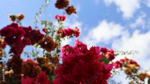 red blossoms