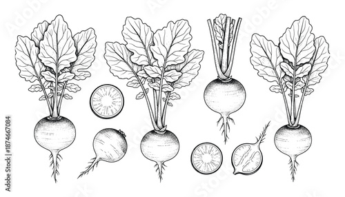 Detailed hand drawn beet root vegetables with leaves and cross sections graphic