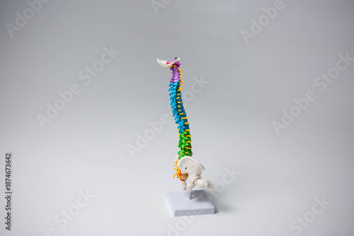 Color Plastic Model of Human Spine
