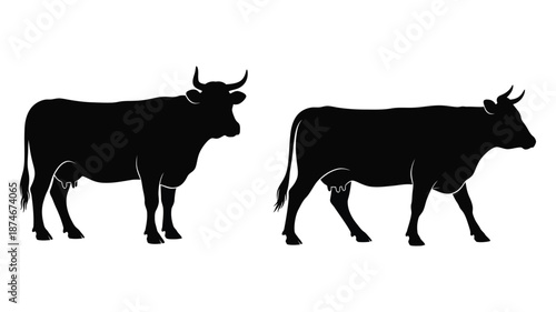 Two cows standing side by side in a striking black silhouette