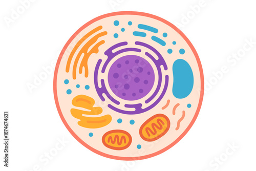 Animal Cell Diagram Colorful Biology Education Vector