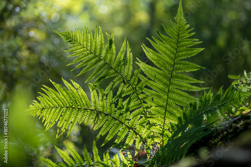 Foto Close-up of a fern in Swiss forests, captured with beautiful bokeh effects and soft light, highlighting delicate textures, fresh green tones, and a calm natural atmosphere