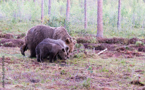 A view of brown bear during summer