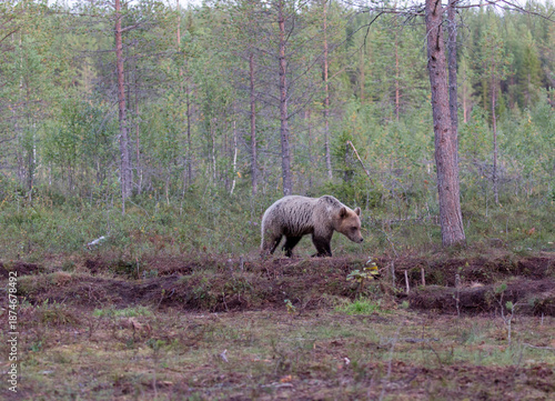 A view of brown bear during summer
