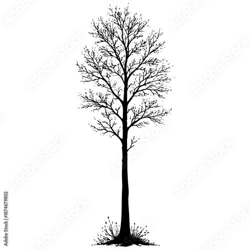 Black silhouette of a bare tree in winter