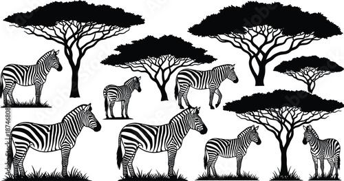 Black and white silhouette of zebras and acacia trees in the savanna landscape Keywords: zebras, zebra, savanna, africa, acacia
