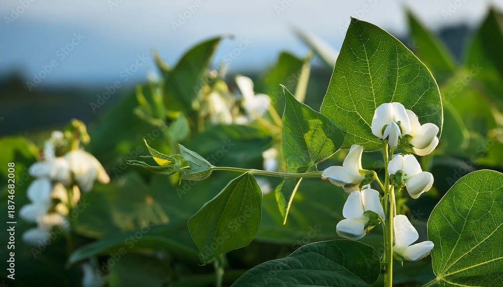 Obraz premium close up view of green bean plant blossoming with white flowers and lush green leaves