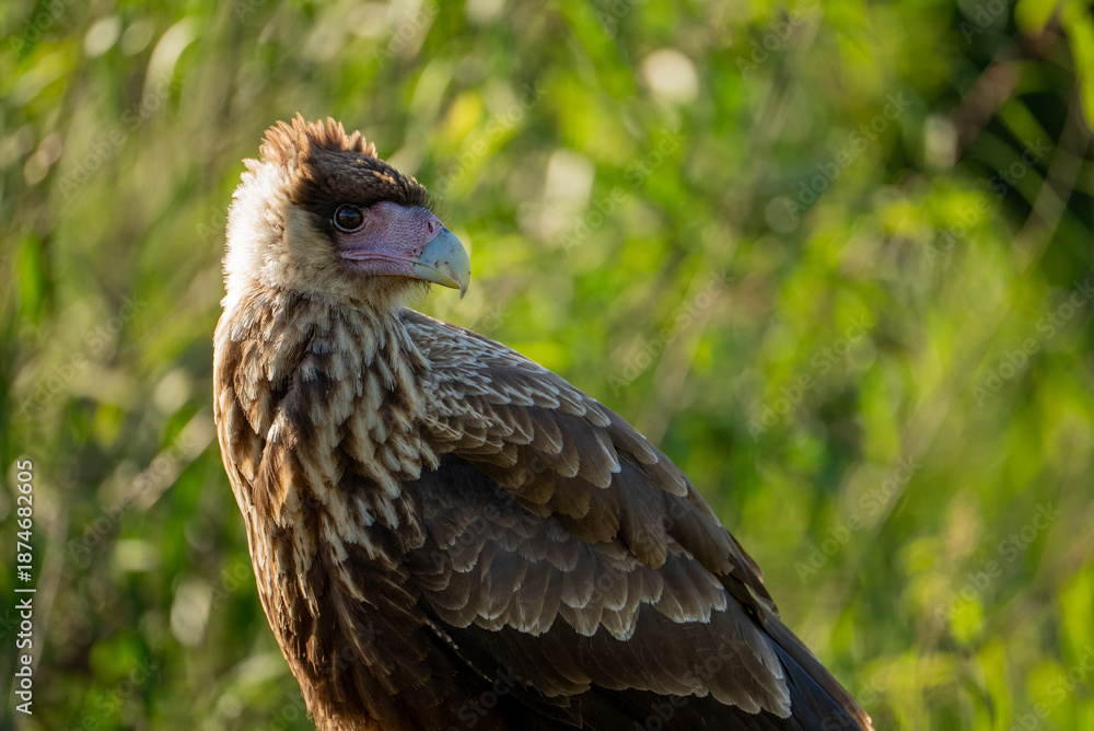 Obraz premium carancho