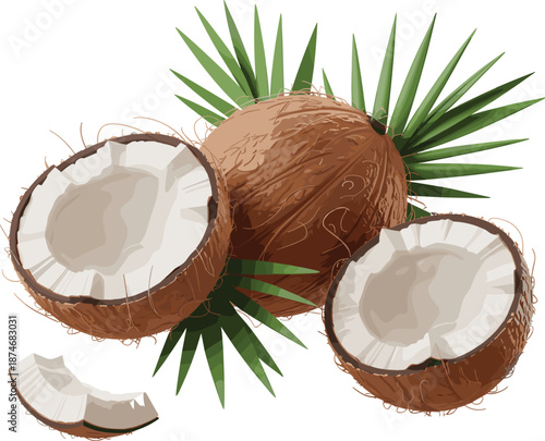 Fresh coconut illustration with whole and halved coconuts, tropical palm leaves, natural organic fruit design isolated on white background for food and beverage branding
