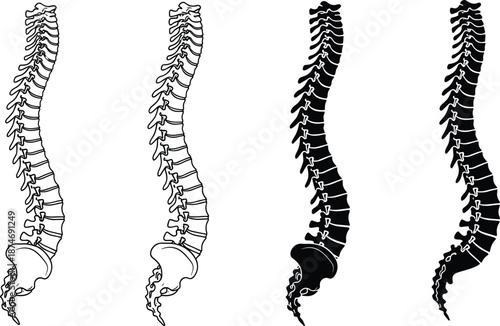 Black and white human spine anatomy illustration showing vertebral column structure, medical and chiropractic concept, detailed skeletal back anatomy vector artwork for education and healthcare design