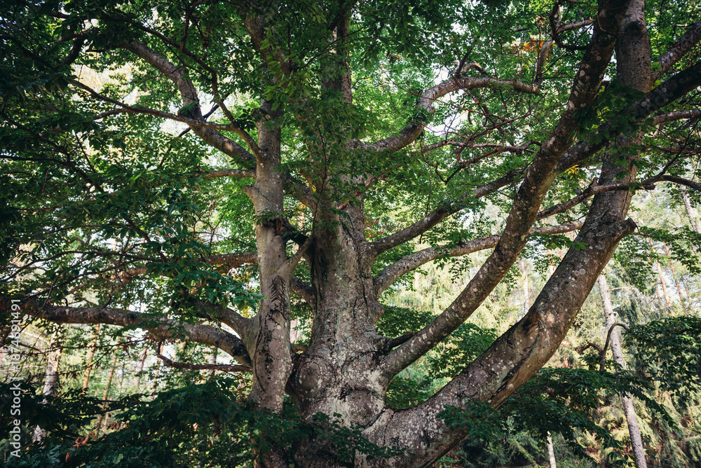 Fototapeta premium Spreading branches of a beech tree in Dziemiany commune, Kashubia region of Poland