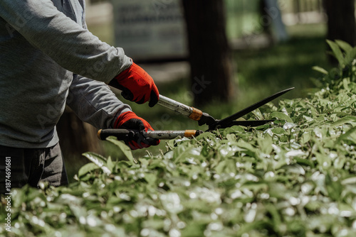 Fotografía The gardener is moving the plant fences