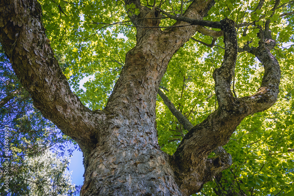 Fototapeta premium Deciduous tree in place of former Orthodox Church in Wolosate village in Western Bieszczady Mountains in Poland