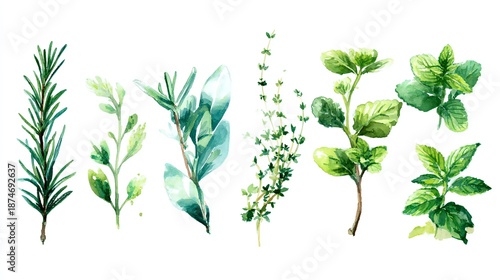 Wallpaper Mural Hand drawn green medicinal herb plants illustration set isolated on white background botanical sketch
 Torontodigital.ca