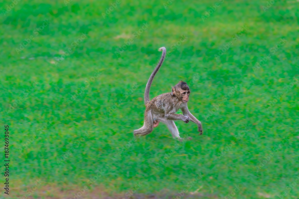 Fototapeta premium Crab-eating macaques at the Phra Prang Sam Yot temple in Lopburi province, Thailand