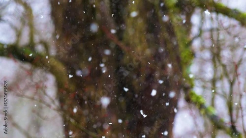 Slow motion video of a snow storm with very large fluffy white flakes falling in Windsor in Upstate NY.  